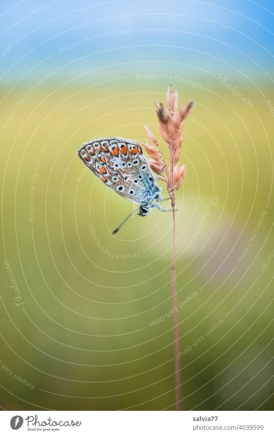 damselfly at rest Butterfly Polyommatinae Nature Colour photo Animal Insect Grand piano Animal portrait Copy Space top Macro (Extreme close-up) Plant