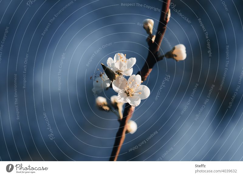 Cherry blossom against dark blue sky cherry blossom spring awakening flowering cherry Anticipation Spring Flowering all is bloom New start Spring flower