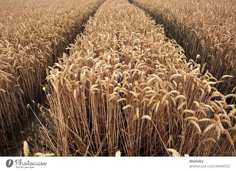 Parallel aisles in a brown grain field in summer sunshine in Oerlinghausen on the Hermannsweg near Bielefeld in the Teutoburg Forest in East Westphalia-Lippe