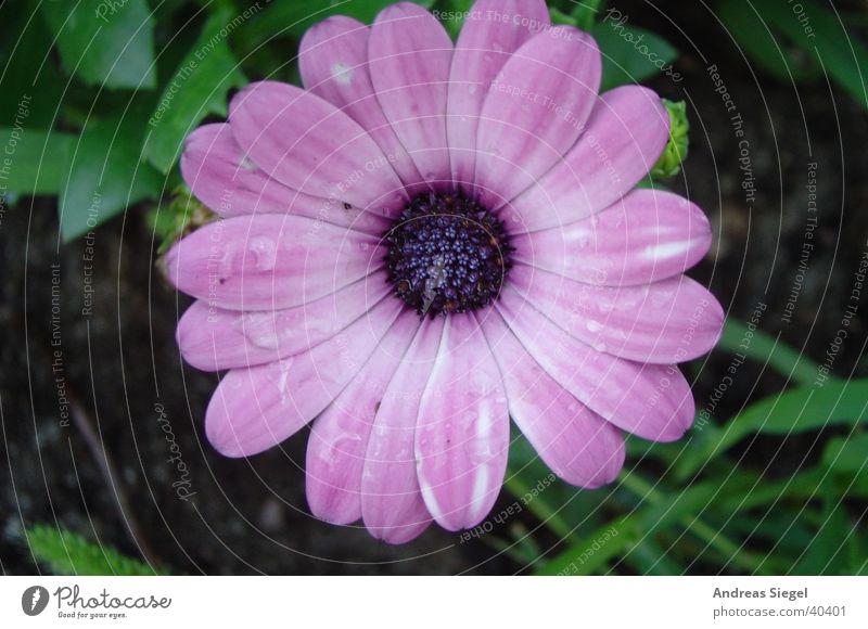 From the garden Blossom Flower Pink Drops of water Delicate Violet Wet Garden Nature Beautiful Water