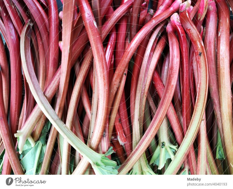 Fresh rhubarb at the weekly market in Oerlinghausen near Bielefeld in the Teutoburg Forest in East Westphalia-Lippe Rhubarb Rheum Plant fruit Crumbled Nutrition