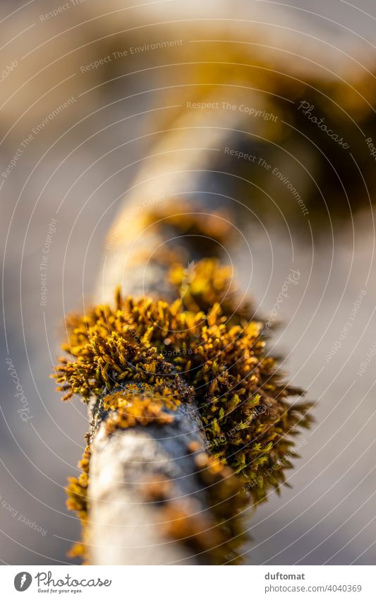 branch moss Moss Nature naturally Plant lichen Green Environment Shallow depth of field Branch trunk Tree vegetation out Growth Close-up Forest Exterior shot