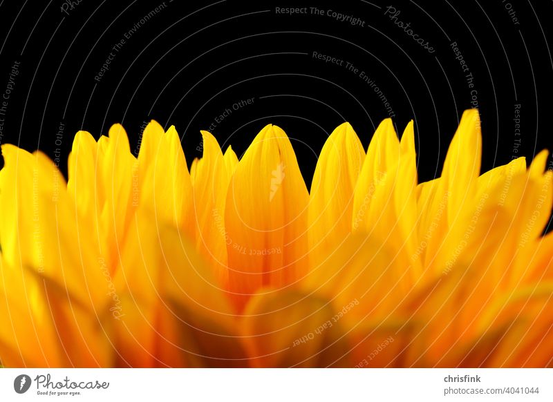 Sunflower Macro Blossom leaves flora Spring Summer Environment Nature Green Garden Plant Contrast Joy traquer Energy Environmental protection background Fresh