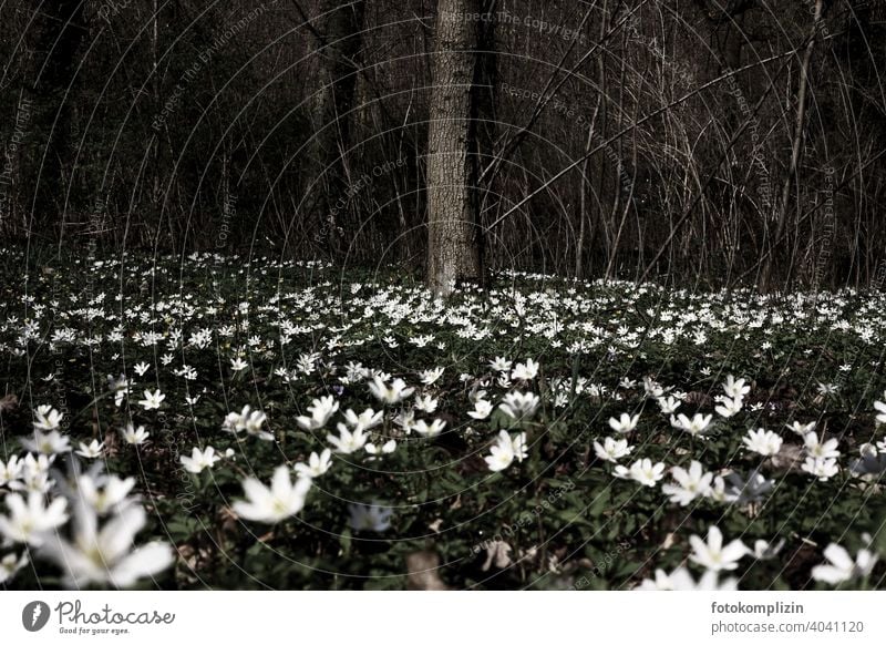 anemone in bloom in a forest clearing Wood anemone luminescent Spring flowering plant Anemone anemone nemorosa Flower Blossom Blossoming Crowfoot plants Tree