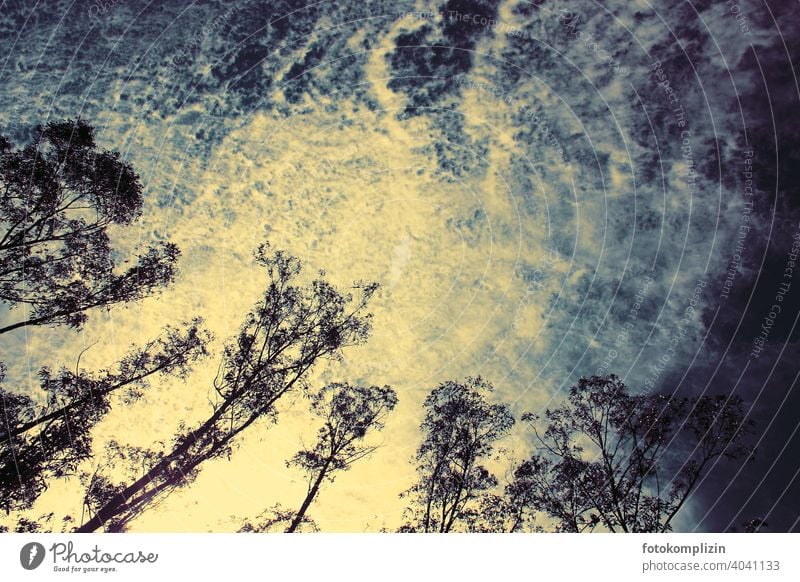 Treetops against dramatic cloudy sky Cloud formation Cloud field Tree tops trees Sky Clouds Clouds in the sky Weather Forest Environment Nature evening sky