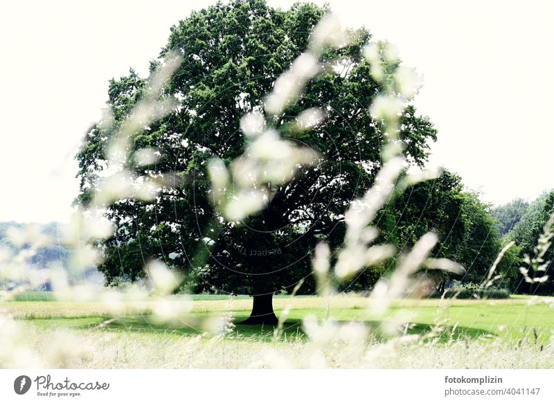 big old tree on a summer meadow Tree trees tree lovers Country life Deciduous tree Green in the country Environment Treetop Love of nature Nature Meditation