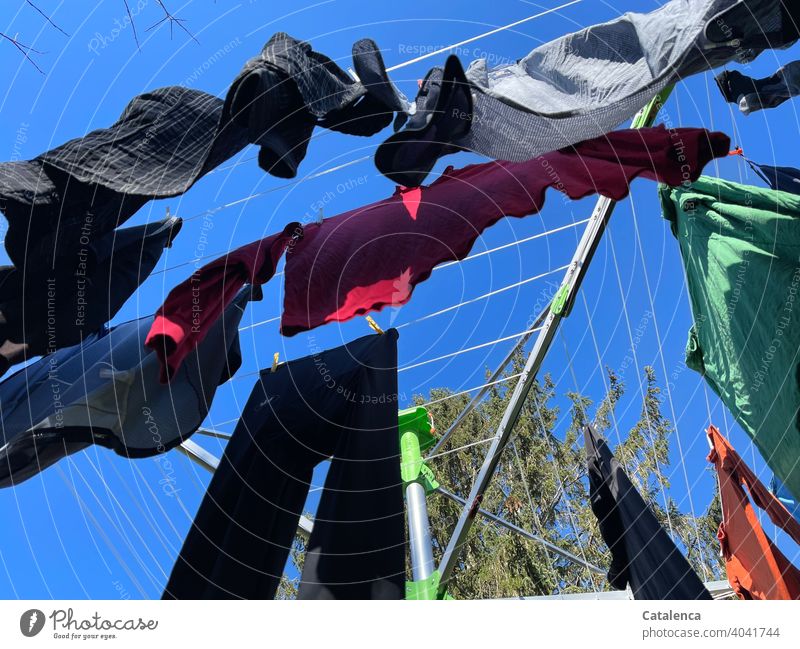 Laundry blowing on the clothesline in the fresh spring breeze under a deep blue sky rotary clothes dryer Sky Fir tree Tree Plant Shirt T-shirt Pants clothespin