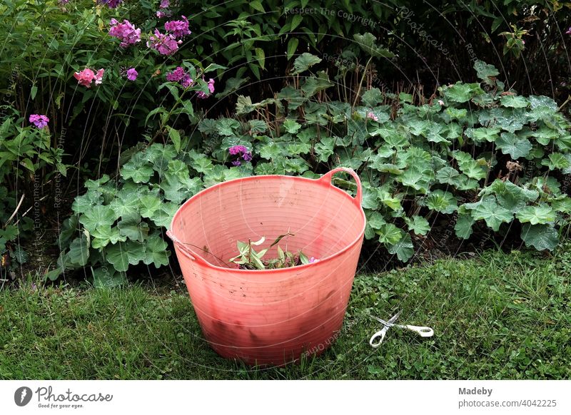 Red bucket made of transparent plastic with garden waste and scissors in a farm garden in Rudersau near Rottenbuch in the district of Weilheim-Schongau in Upper Bavaria