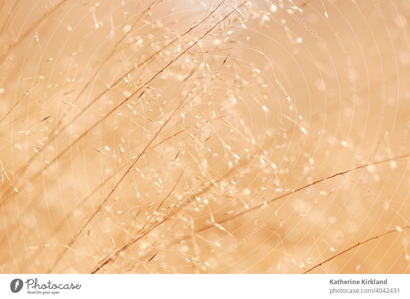 Golden Grass Seeds Abstract grass grasses brown light Autumn Fall Nature grain seed sun sunlight sunny sunshine countryside minimal fragility warm minimalism