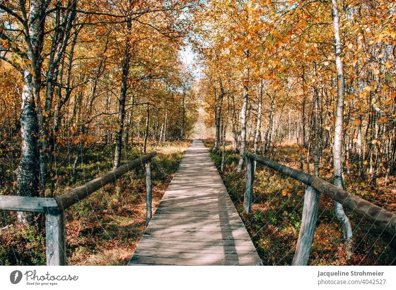 Red moor in autumn, Rhön, Germany red mire Fen Bog Autumn autumn colours wooden walkway Plank Path UNESCO Biosphere Reserve Nature reserve nature conservation