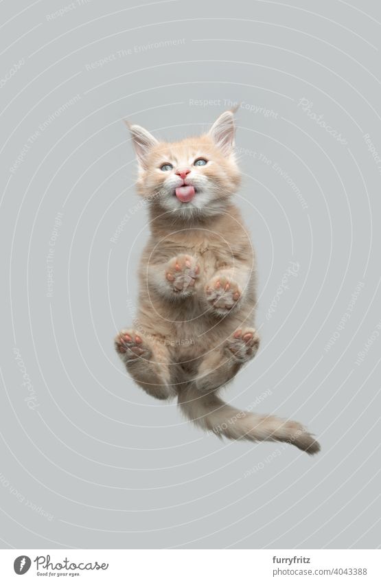 bottom view of cute ginger maine coon kitten licking glass cat directly below cut out copy space isolated studio shot glass table funny low angle view portrait