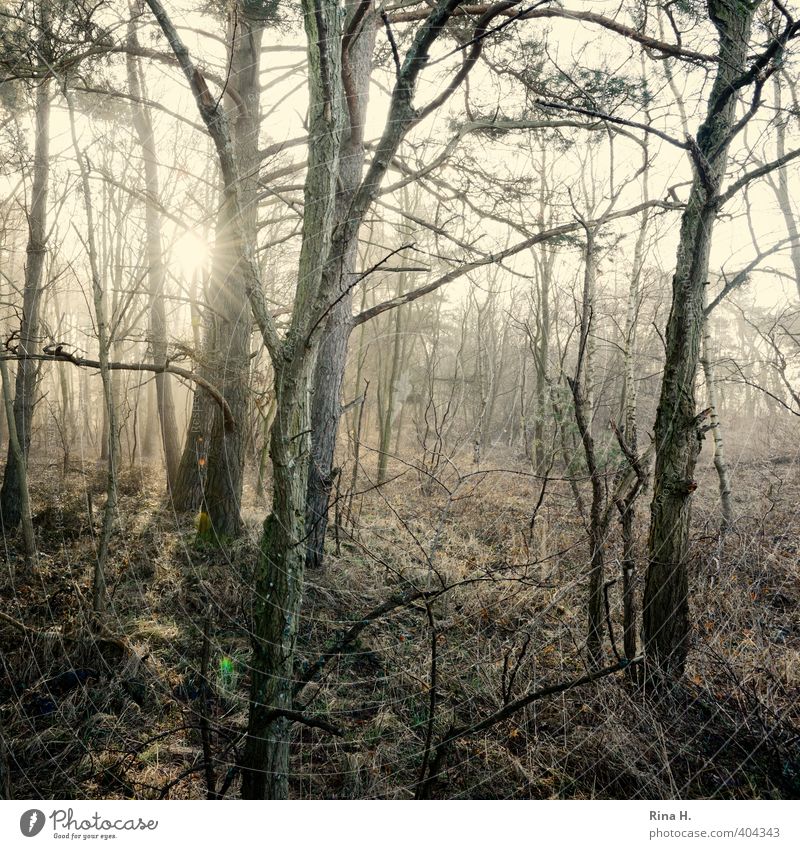 In the morning Nature Landscape Spring Fog Tree Grass Twigs and branches Forest Natural Emotions Undergrowth Square Mystic Bleak Wilderness Art Subdued colour