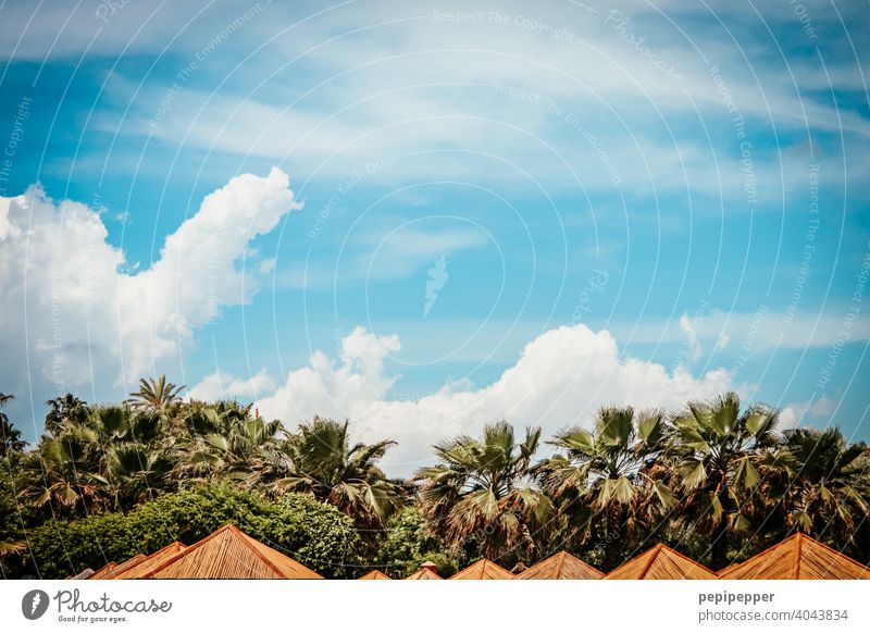 Parasols under palm trees Palm frond Palm beach palms Palm roof parasols Sunshade sun protection Exterior shot Palm tree Colour photo Vacation & Travel Deserted