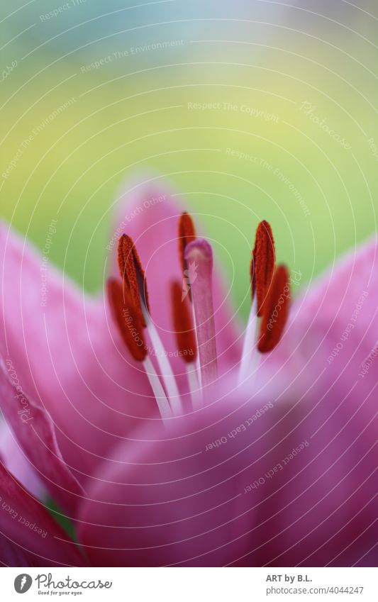 Blooming lily close up Close-up Flower Blossom Stamp macro Delicate Noble Unique specimen floral Nature