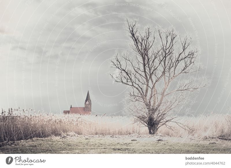 a bare tree at the edge of a reed belt, in the background the roof of a church with the steeple. A cloudy, leaden sky lets light through a gap, which makes the reeds and the tips of the tree's branches glisten.