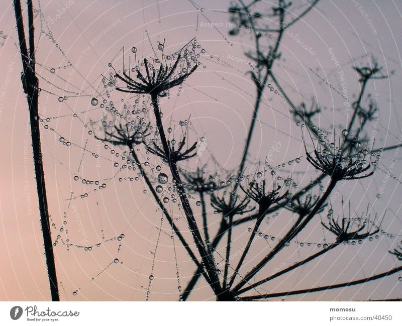 dew drops in the net Spider's web Moody Rope Drops of water Net Morning