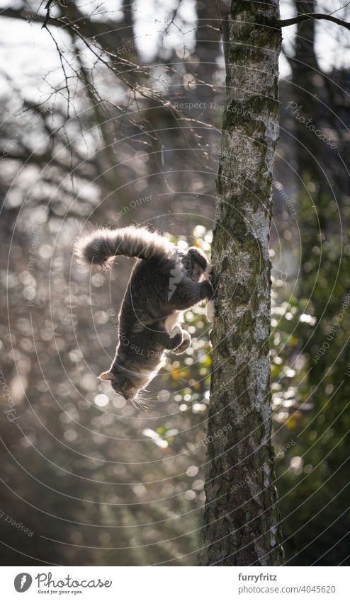 cat climbing down tall birch tree pets feline fur fluffy one animal outdoors garden front or backyard nature green jumping mid air maine coon cat longhair cat