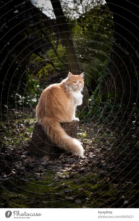 beautiful cat sitting on tree stump outdoors in forest pets feline fur fluffy one animal garden front or backyard nature green maine coon cat longhair cat