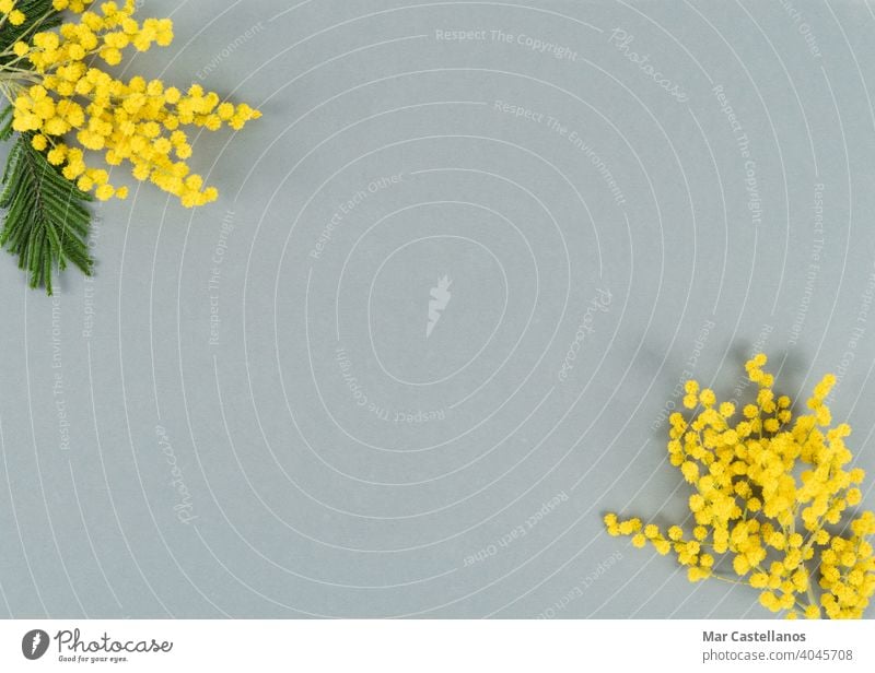 Yellow flowers on gray background. Top view. Copy space. mimosa color of the year yellow flowery copy space top view acacia leaf green bloom nature plant spring