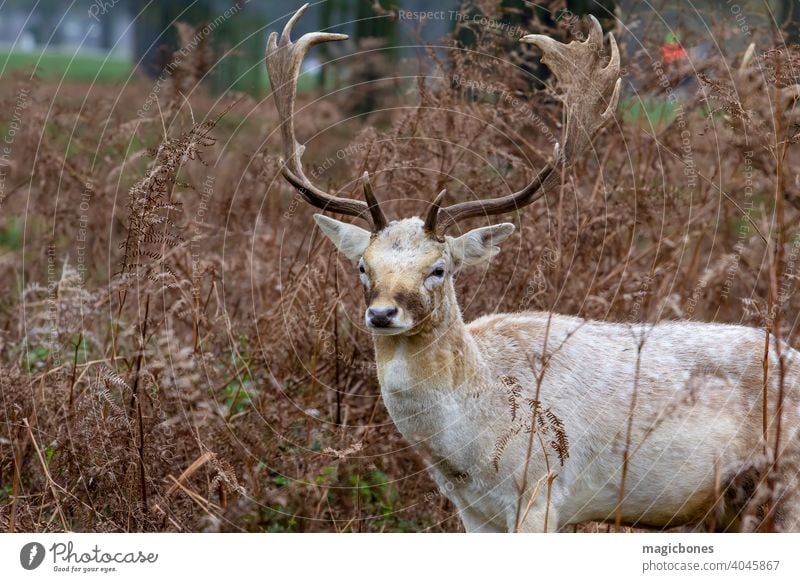 Young Fallow buck deer in Autumn fallow antler dama wildlife stag nature antlers brown cervidae animal cervus countryside england europe field forest grass