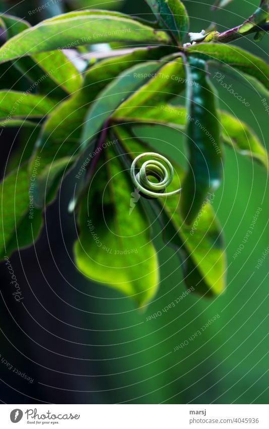 Shoot tendril of a passion flower in the form of a curl Spiral Rotate Hang Nature Tendril shoot tendril Authentic Plant Contrast Shallow depth of field Life