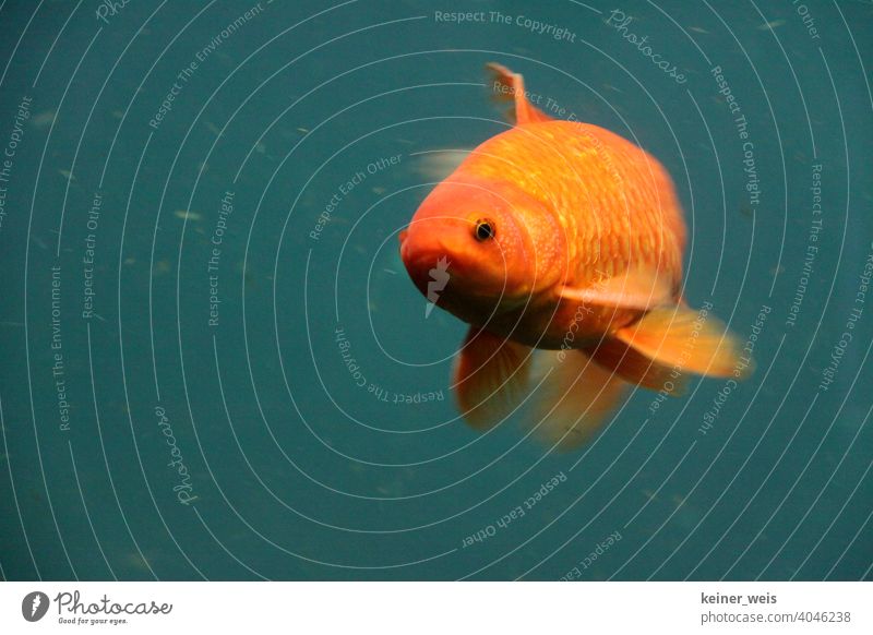 A red goldfish on green background Goldfish Fish Water Red Green Eyes Animal Wastewater Aquarium Swimming & Bathing Orange Colour photo Pond Koi Lake