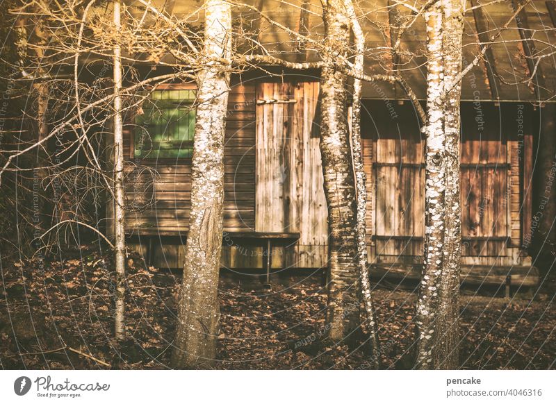 budenzauber Hütte Holzhütte Bude Budenzauber Abendlicht Wald Waldrand Versteck geheimnisvoll Licht Birken Bäume Natur