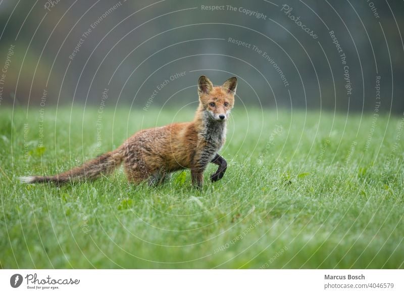 Rotfuchs, Vulpes vulpes, red fox Fuchs Morgen Morgentau green gruen halbwuechsig half-bred jung meadow morning morning dew nass wet wiese young