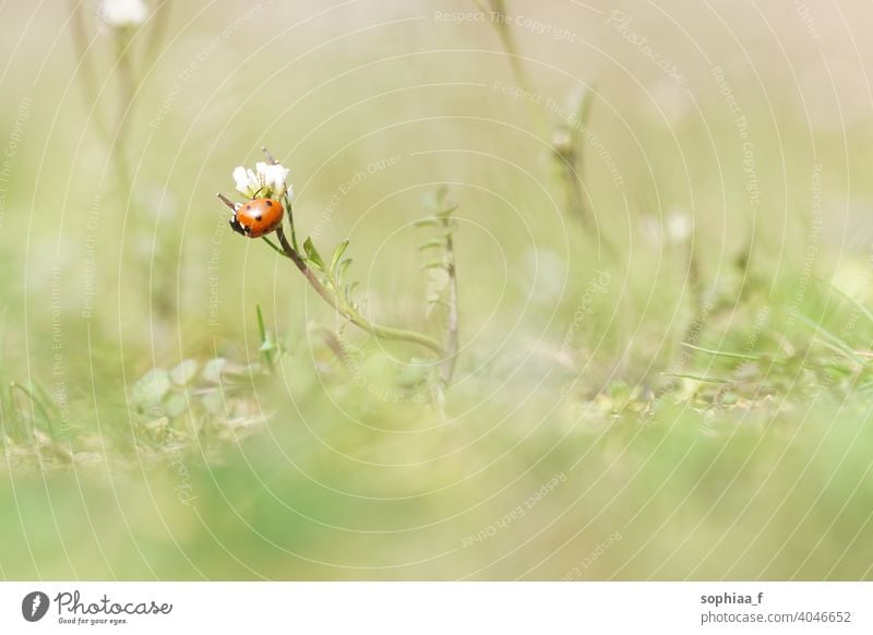 spring time - macro shot of ladybug sitting on flower bud meadow garden blossom ladybird macro world field grass sunlight flora closeup beetle nature green