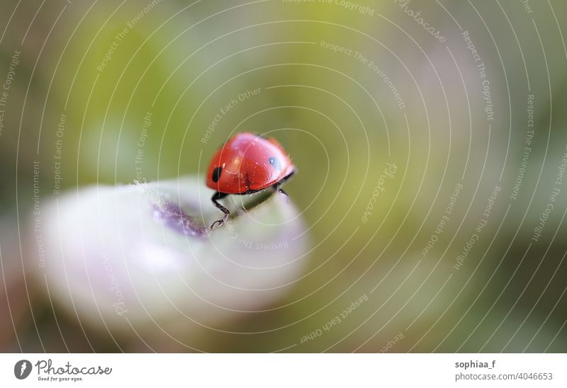 goodbye - macro shot of ladybug from behind walking away and leaving farewell luck leaf close up butt good bye lonely new year closeup ladybird new beginning