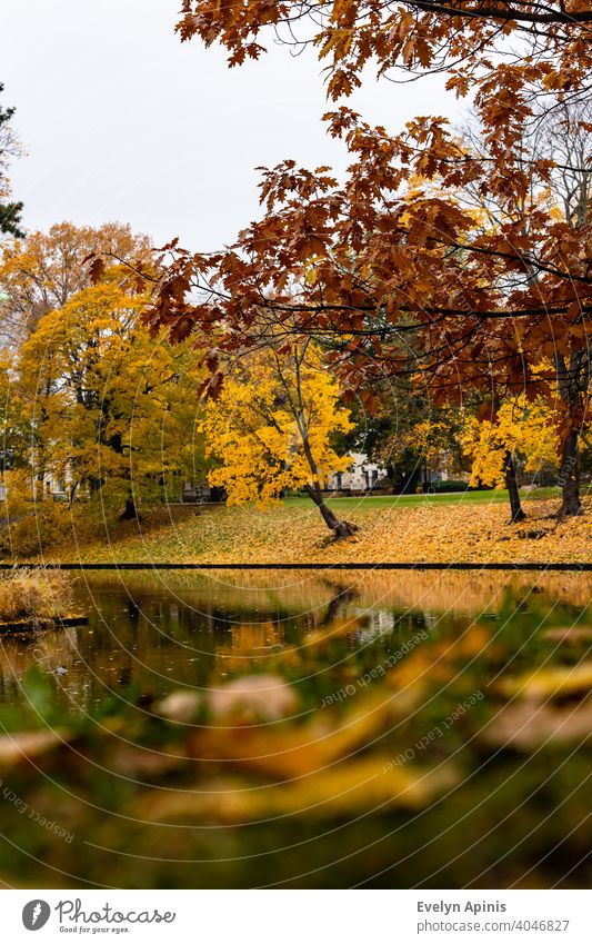 Low angle vertical shot to red oak and yellow maple trees and their colorful reflections in canal water during autumn day at Bastion Hill Park, Riga, Latvia