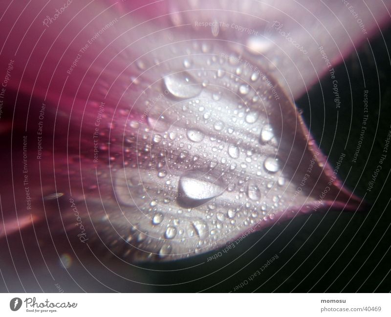 wet as a bloom Blossom Spring Rope Drops of water Macro (Extreme close-up)