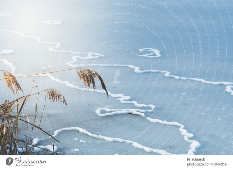 Ice surface with snow decoration and grasses at the edge Nature Love of nature Winter pond Frozen surface Cold Frost Exterior shot Deserted Blue