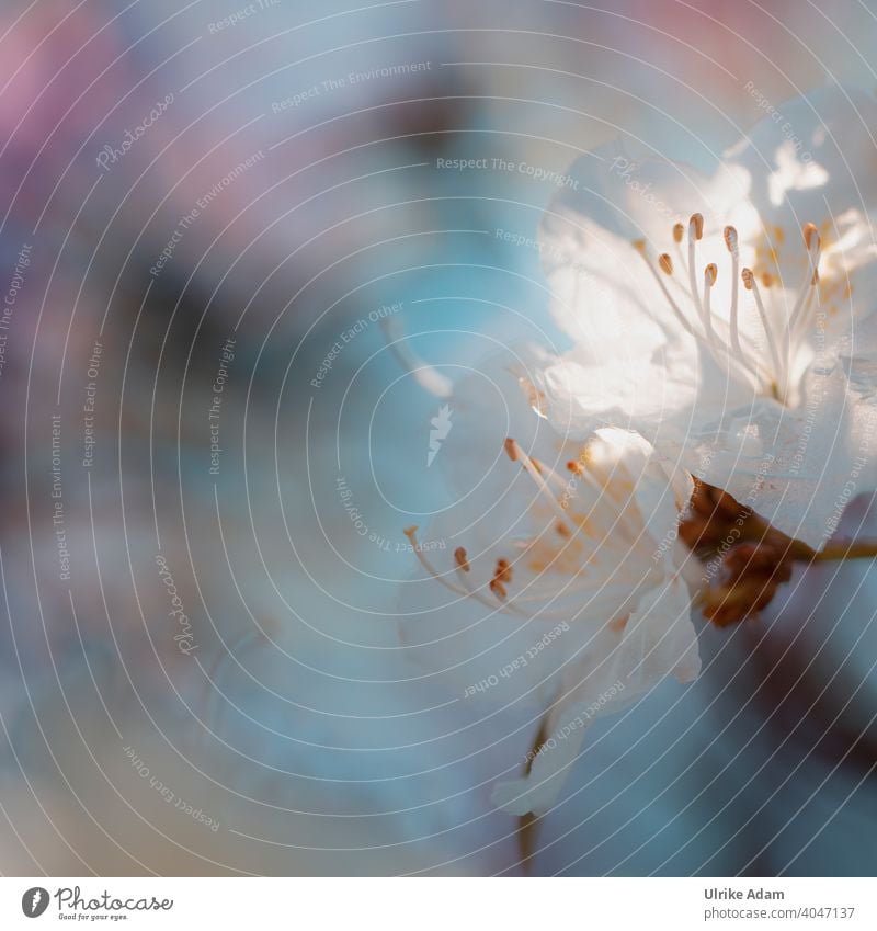 Macro white azalea flowers with soft background blurriness Light Neutral Background Isolated Image Shallow depth of field Macro (Extreme close-up) Deserted