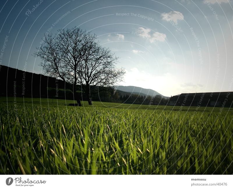 when the grass goes to sleep Tree Meadow Grass Sunset Moody Sky Evening