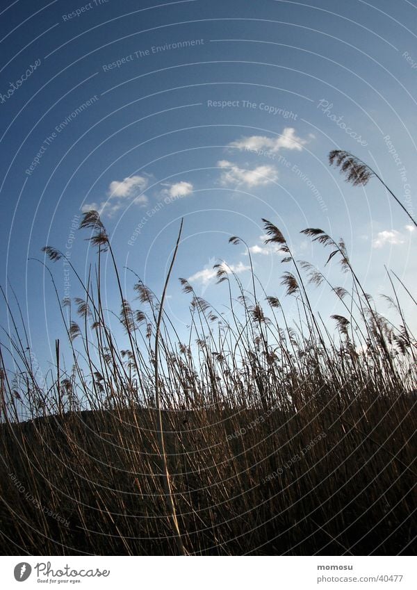 cloudier Common Reed Clouds Caresses Sky Evening