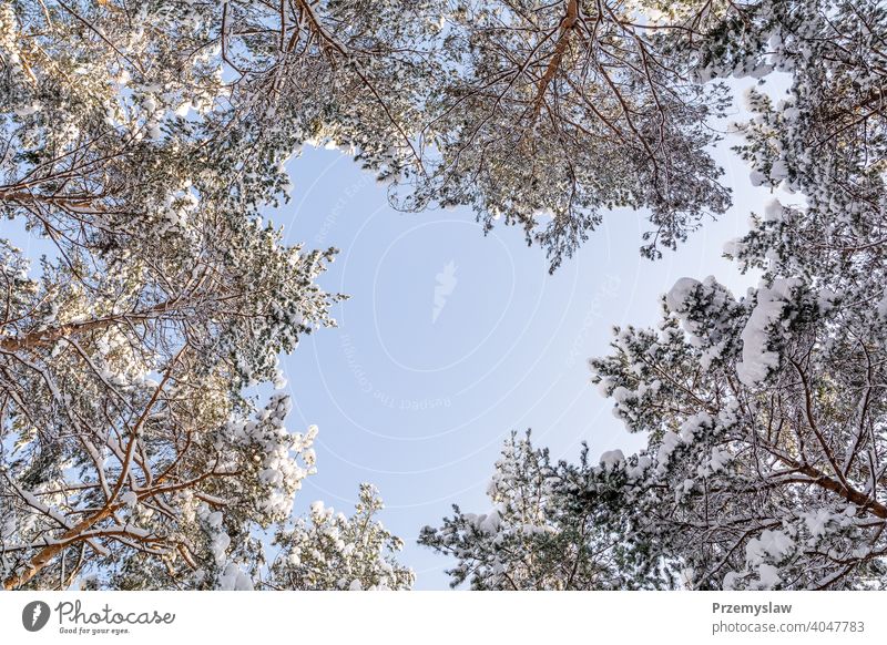 Pine forest in winter (Poland) nature snow cold landscape tree pine pine forest poland flora season outdoors frost white nobody