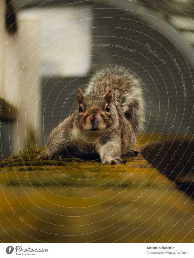 Straight on view of a funny little squirrel walking towards you on a brown overgrown mossy wall. Extending one of its paws slowly as it investigates the camera