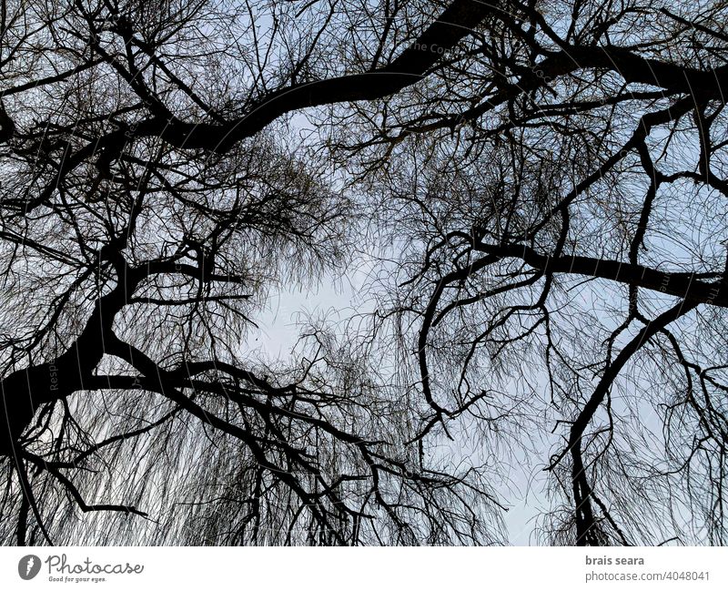 Willow branches silhouette against the sky at dusk tree art background abstract wallpaper environment outdoors wood pattern park landscape sunset nature willow