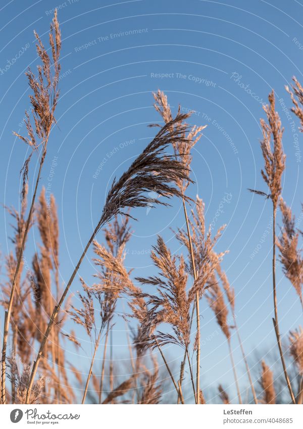 cane Common Reed reed Blue sky Cloudless sky Color gradient hygge golden hour Nature Detail Light Shadow Contrast