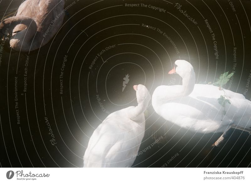 swans Environment Nature Landscape Animal Water Summer Lakeside Swan 3 Pair of animals Baby animal Animal family Moody Contentment Sympathy Together