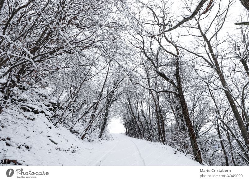 Snow covered road leading to the forest ethereal forest during winter december woods during winter winter season winter scenery snow covered road to the forest