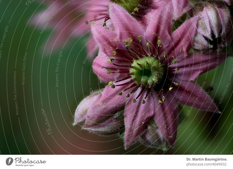 Flowering Sempervivum arachnoideum heyday Spider's web houseleek crassulaceae succulent Rosettes perennial Alpine Close-up