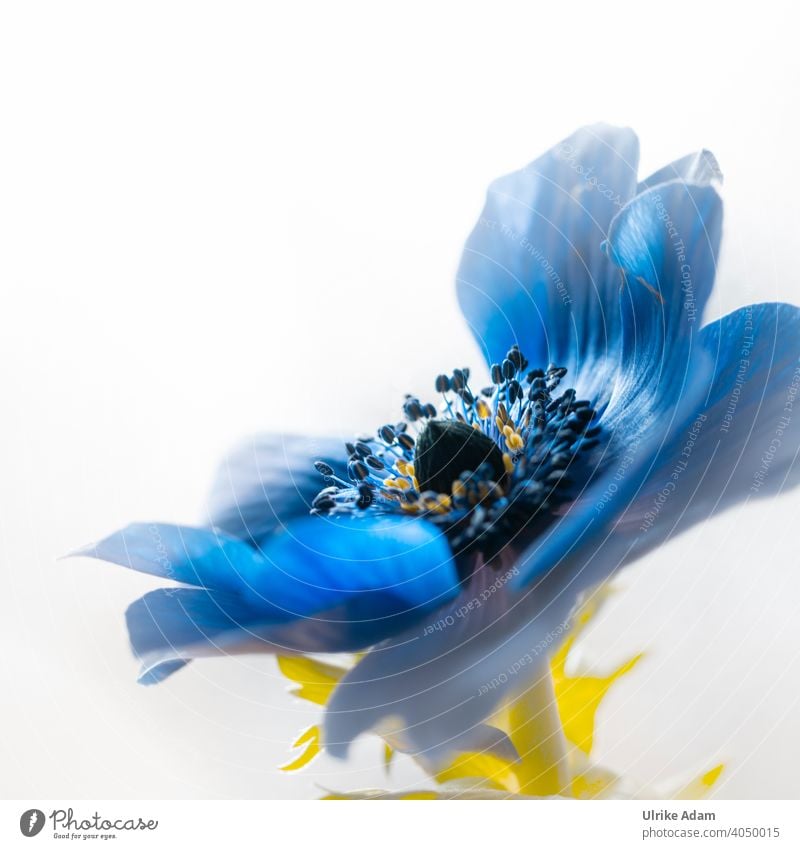 Delicate blue flower of the crown anemone (Anemone coronaria) Macro (Extreme close-up) Close-up Detail Copy Space top Isolated Image Neutral Background