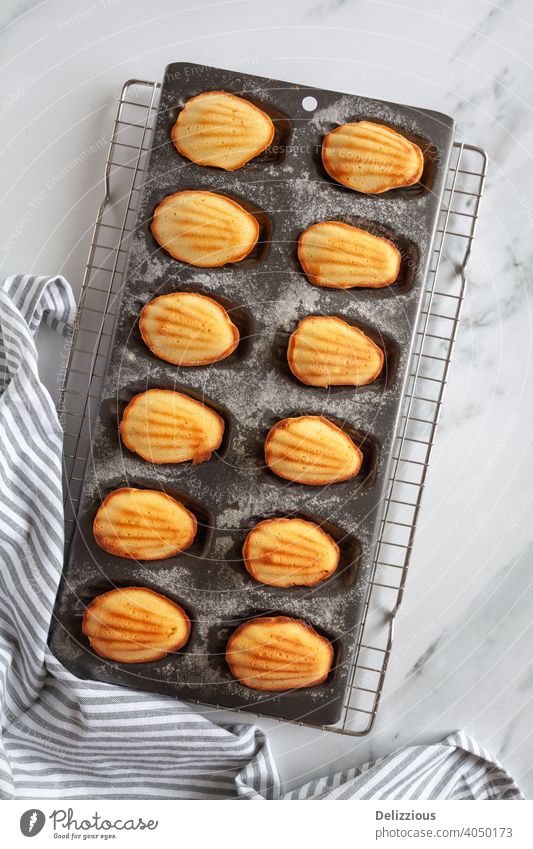 Flat lay with freshly baked madeleine cakes in a baking tin, diagonal on white marble background food home made sweet delicious sugar snack baked goods dish