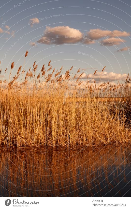 On the water at sunset with clouds reed Common Reed Dusk Preflood channel on the Havel Grass Clouds Sunset Sky Inundated meadows Pampas grass Habitat reflection