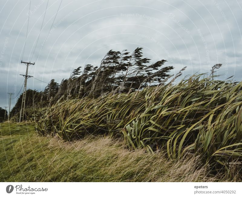 Windswept trees at Slope Point, New Zealand extreme arctic winds bend windswept windswept trees slope point rugged new zealand windy weather extreme weather