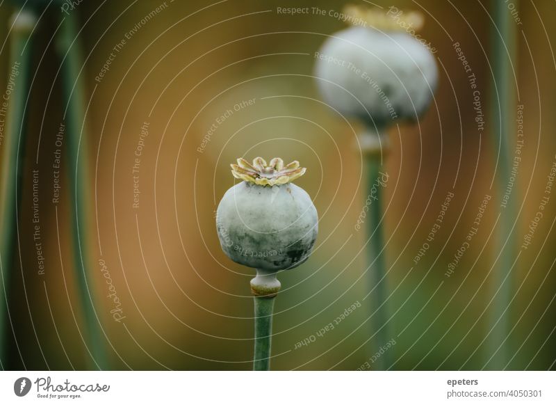 Close up of a poppy plant / poppy capsule Poppy close up Flower Summer Plant Exterior shot Poppy blossom Nature Blossom bokeh blurred background Calm Yellow