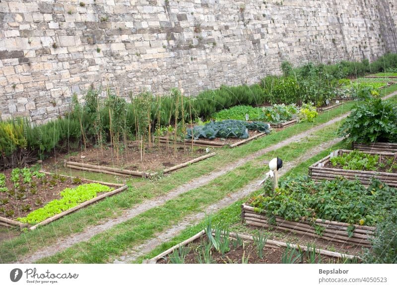 Vegetables garden celery chicory city map compost cultivation earth farmer food greens herbal land leaf leaves lettuce muck peasant salad spring vegetarian