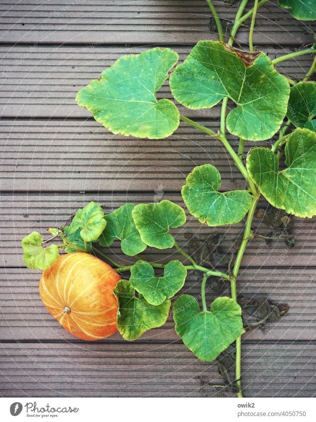 Full Slender Pumpkin Fruit leaves twigs floor Under Green Orange Autumn naturally Exterior shot Mature Healthy Vegetable seasonal Decoration Harvest October